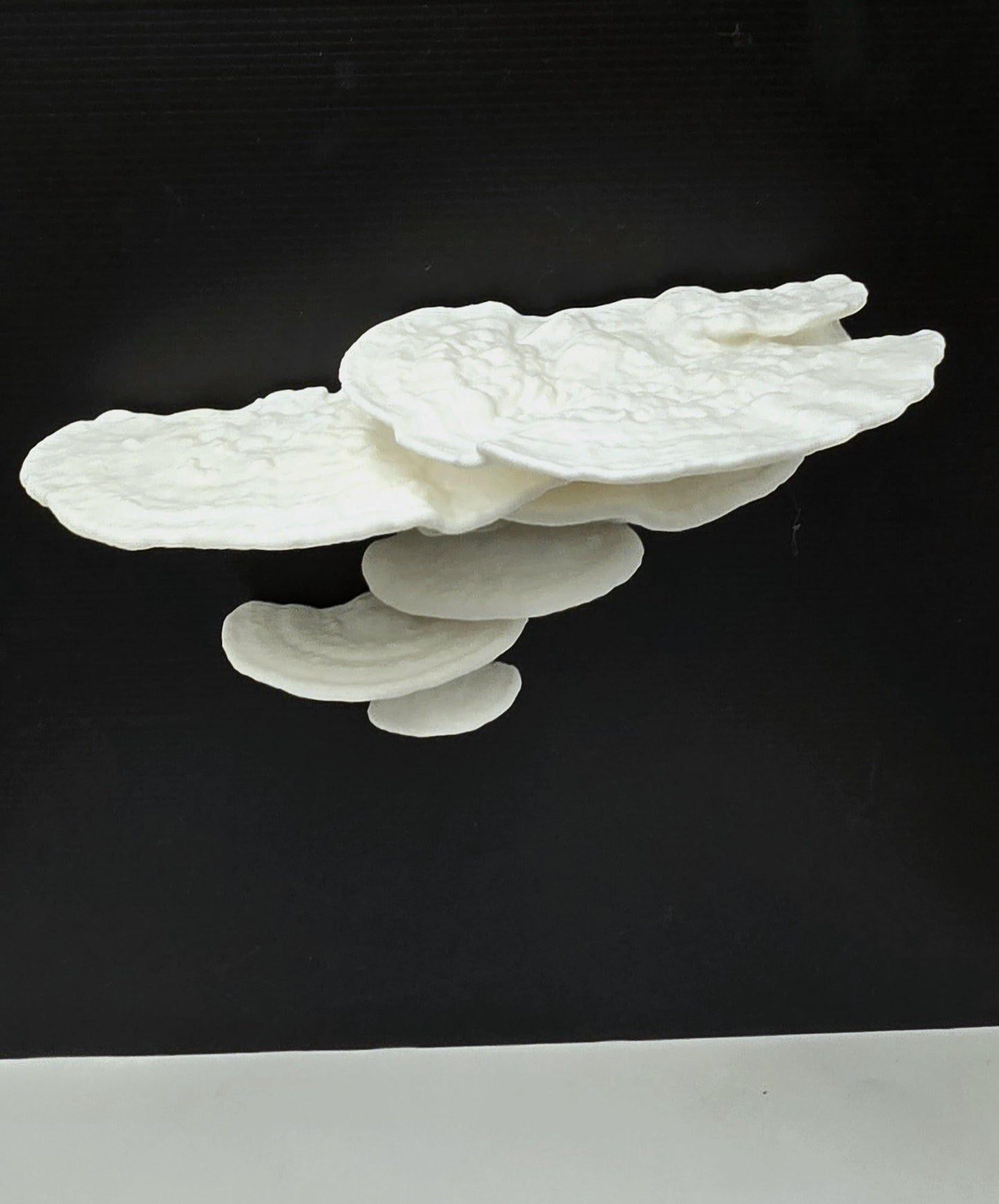 Fungi-tional Shelf